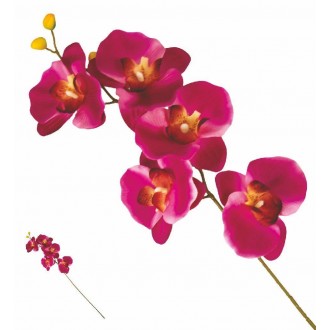 VEA/36158 STELO ORCHIDEA