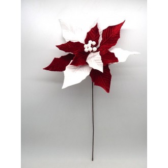 CRNAT/STELLA NAT.VELL.BI/ROSSA