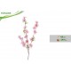 FGF/FIORE PESCO PICC.ROSA